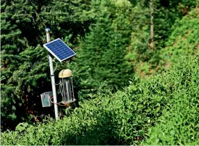  ??  ?? Les plantation­s de thé blanc à Zixi utilisent l’énergie solaire pour se protéger des insectes.