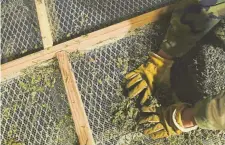  ?? Denver Post RJ Sangosti, The ?? Workers remove stems from dried hemp plants.