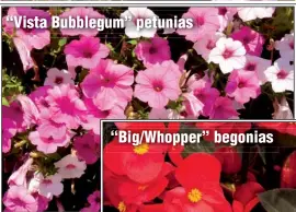  ??  ?? “Vista Bubblegum” petunias