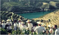  ??  ?? Wine Passport organise des vendanges dans une tinta de la vallée du Douro au Portugal.