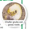  ??  ?? Chafer grubs eat grass roots