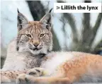  ??  ?? &gt; Lillith the lynx