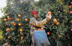  ??  ?? Jose Mariano picks oranges in Exeter (Tulare County). Sun Pacific Farming and Shippers says that it is exporting about half of what it normally does.