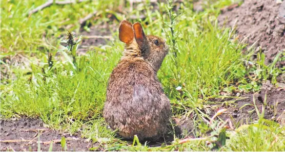  ??  ?? El ejemplar, también conocido como conejo de los volcanes.