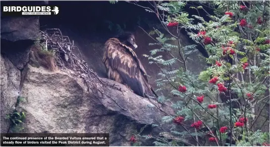  ??  ?? The continued presence of the Bearded Vulture ensured that a steady flow of birders visited the Peak District during August.