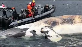  ?? The Canadian Press ?? Researcher­s examine one of the six North Atlantic right whales that have died in the Gulf of St. Lawrence in a recent handout photo.