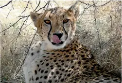  ?? UTE VON LUDWIGER ?? Etosha National Park is full of waterholes that lure wildlife.