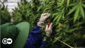  ??  ?? Greenhouse workers growing marijuana in Thailand, where farming the plant for medicinal use is allowed