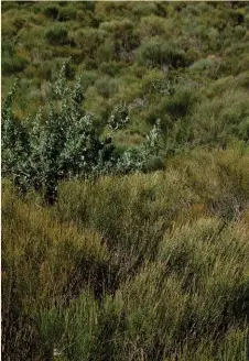  ??  ?? Left An old-man banskia ( Banksia serrata) emerges from a field of scrub she-oak ( Allocasuar­ina distyla) in coastal Sydney. Bottom A repeating tapestry of tussocks and grass-like plants at Red Hills, Marlboroug­h. Below A stand of kanuka, its diversity hidden in the under-storey. Photograph­y
Robert Champion