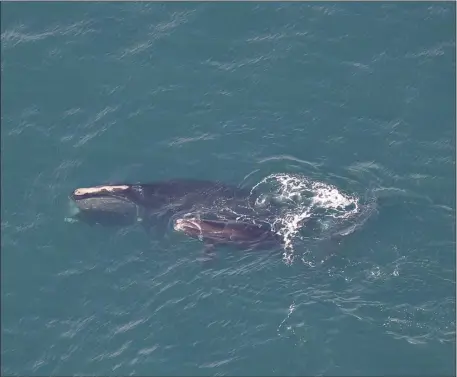  ?? CENTER FOR COASTAL STUDIES PHOTO ?? The Center for Coastal Studies’ Right Whale Ecology Program team has spotted Porcia and her 2023 calf. Porcia, a 21-year-old right whale, was first seen with her new calf in late December off the coast of Georgia.