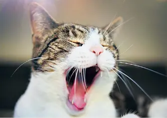  ??  ?? Life’s a drag: chronic yawning can be hard to diagnose in humans