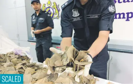  ?? Picture: Reuters ?? Malaysia customs officers display pangolin scales seized over the weekend during a news conference at the airport in Sepang, Malaysia, yesterday.