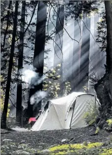  ?? Brian van der Brug Los Angeles Tim ?? CAMPFIRE SMOKE rises among redwoods in the morning light at Ventana Campground, a tent-only site off California 1 in Big Sur.