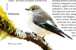  ??  ?? Pied Flycatcher