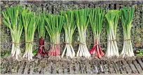  ?? SALLY TAGG ?? Spring onions take up very little space and are easy to grow.