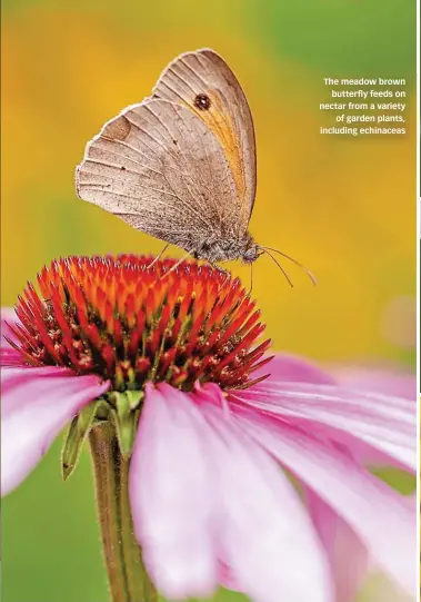  ??  ?? The meadow brown butterfly feeds on nectar from a variety of garden plants, including echinaceas