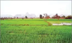  ?? PUBLIC DOMAIN ?? Some 60 per cent of farmers in Laos’ northern Xieng Khuang and Huaphan provinces currently plant khaokainoi rice for consumptio­n and trade.