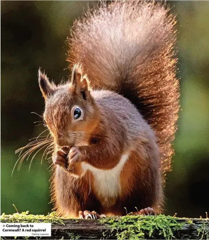  ?? Danny Lawson ?? Coming back to Cormwall? A red squirrel