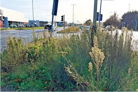  ?? ?? Weeds in the middle of Tewkesbury Road that one motorist says make Cheltenham look ‘untidy and unloved’