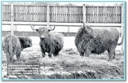  ??  ?? Highland Cattle were much more at home in the snow at Lambton Pleasure Park, Co Durham, January 1978