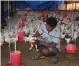  ?? — PTI ?? A worker cleans a poultry farm amid the bird flu alert in Surat.