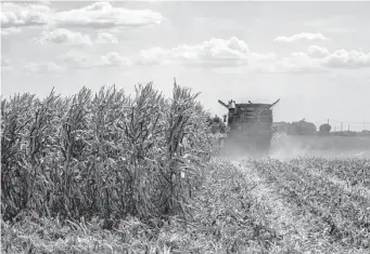  ?? Francesca Volpi/Bloomberg ?? Corn is harvested this week in a field in Canaro, in Italy’s Po Valley, which is home to about 30 percent of the country’s agricultur­al production.