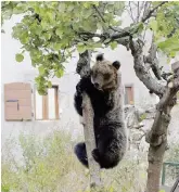  ?? Eugenio Di Zeno ?? Provincia de L’Aquila L’orso Amareno su un ciliegio a San Sebastiano dei Marsi