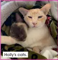  ??  ?? Holly’s cats.