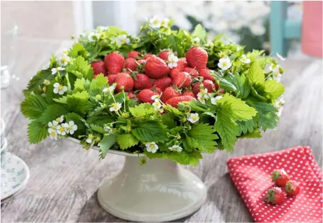  ??  ?? A bright ribbon and sprig of wild strawberri­es encircle the rim of a jar. Inside, a candle sits on a leafy cushion. A wreath of bushy wild strawberry leaves dotted with flowers edges a cake stand filled with larger field strawberri­es in the centre.