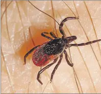  ?? 5)*/,450$, '*-& 1)050 ?? Ticks are presenting a greater risk of Lyme disease to people in Newfoundla­nd and Labrador as climate change makes the province more hospitable to the blood suckers and transient species, such as migratory birds, carry the pests here.