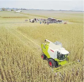  ??  ?? A levantar. La cosechador­a Lexion 780 se lució en el maíz cordobés.