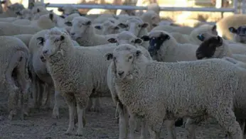  ?? PHOTO: HAYLEY MAUDSLEY ?? NEW PUBLICATIO­N: AWI provides insight into planning for a non-mulesed merino enterprise.