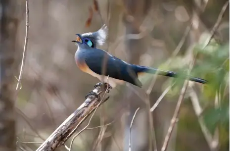  ??  ?? Crested Coua