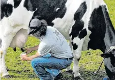  ?? Fotos: Till Hofmann ?? Francisco Melo zeigt, wie man von der vermutlich geduldigst­en Milchkuh der Azoren etwas abbekommen kann.