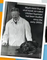  ??  ?? Much more than a viral trend, so-called ‘chicken hypnosis’ has been studied since the early 1900s