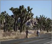  ?? THE ASSOCIATED PRESS ?? A conservati­on organizati­on has petitioned for protection of the western Joshua tree under the California Endangered Species Act due to the effects of climate change.