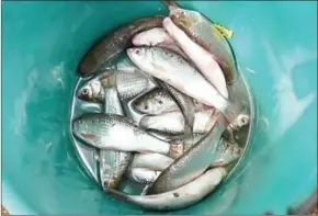  ?? LILLIAN SUWANRUMPH­A/AFP ?? This photograph taken on May 20 shows fresh fish caught from a lotus lake is kept in a bucket in the northeaste­rn Thai province of Khon Kaen.