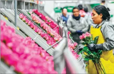  ?? LUIS ACOSTA/AFP ?? A worker selects pink roses to be packed ahead of Valentine’s Day, at a flower farm in Tabio, Cundinamar­ca department, Colombia, on February 1.