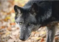  ?? Foto Blaž Samec ?? Nezakonite odstrele je treba začeti resno obravnavat­i.