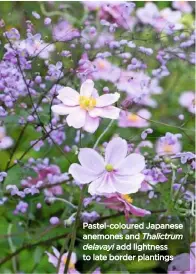  ??  ?? ❤ Pastel-coloured Japanese anemones and Thalictrum delavayi add lightness to late border plantings