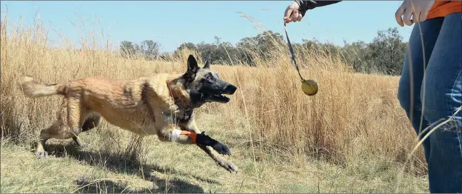  ?? PICTURES: MOTLABANA MONNAKGOTL­A ?? TANTALISIN­G REWARD: Topaz receives her prize after discoverin­g a volunteer hiding in the veld during a regular K9 search and rescue training session.