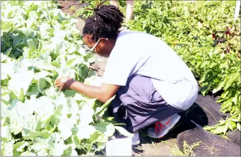  ?? ALIAH KIMBRO — THE MORNING JOURNAL ?? A Lorain resident harvests produce in a community garden at the main branch of the library in downtown Lorain.