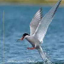  ??  ?? Une sterne arctique à la pêche