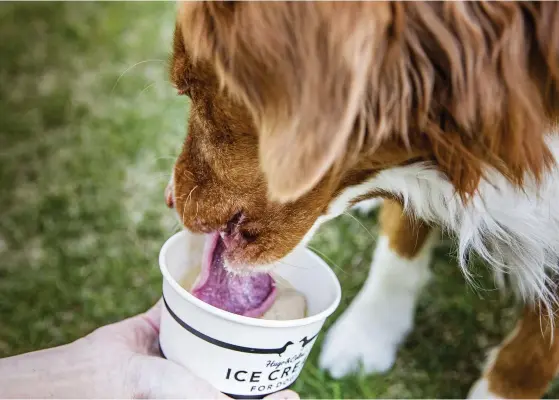  ?? FOTO: CATA PORTIN ?? Det råder ingen tvekan om att nova scotia retrievern Jack gillar glass. Att glassen dessutom har smak av lever gör den bara godare.