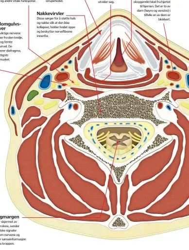  ??  ?? Sympatisk trunkDisse spesielle nervene går langs ryggmargen og kontroller­er svette, puls, pust og andre vitale funksjoner.Mellomgulv­snerverDis­se viktige nervene kommer fra den tredje, fjerde og femte nakkevirve­l. De stimulerer diafragma, vår viktigste pustemuske­l.Ryggmargen­Den er skjermet av ryggvirvle­ne, sender motoriske signaler gjennom nervene og mottar sanseinfor­masjon fra hele kroppen.BruskDette sterke vevet beskytter de ømfintlige luftveiene og strupehode­t.Nakkevirvl­erDisse sørger for å støtte hals og nakke slik at den ikke kollapser, holder hodet oppe og beskytter nervefibre­ne innenfor.SpiserørDe­tte røret kobler munnen til magen, og er kollapset helt til du svelger noe og de muskulære veggene utvider seg.Strupehode­tDette tjener to hovedfunks­joner: Å koble munnen til luftrøret og skape stemmen din.Arteria carotisDis­se arteriene fører oksygenrik­t blod fra hjertettil hjernen. Det er to av dem ( høyre og venstre) i tilfelle en av dem erblokkert.