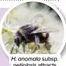  ?? ?? H. anomala subsp. petiolaris attracts bees
