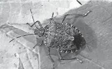  ?? CINCINNATI ENQUIRER/ PATRICK REDDY ?? The brown marmorated stink bug is a nuisance to homeowners, but the real threat could be to crops.