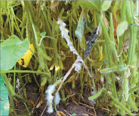  ?? Ag Advisory Services ?? The photo above shows white mold in a soybean field in central Custer County in late August, 2019. White mold increased in severity over the last two years. When caught early the plants can be treated with fungicide. When not treated, it can result in yield loss.