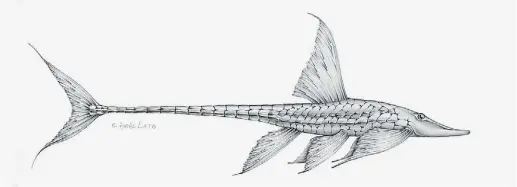  ?? GHASSAN SALHAB ?? Un Sturisomat­ichthys podgornyi, en una ilustració­n de Gustavo Righelato.