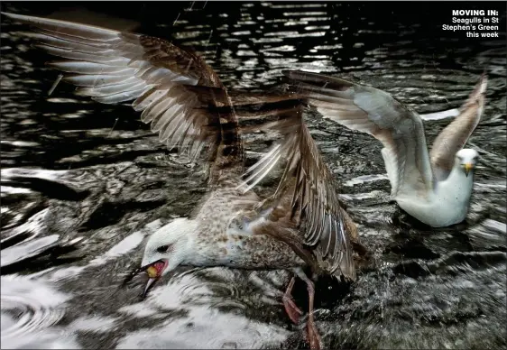  ??  ?? moving in: Seagulls in St Stephen’s Green
this week